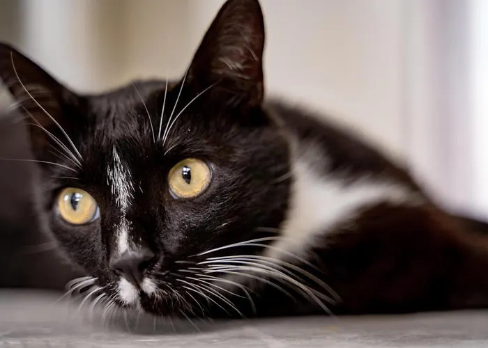 Aparthotel Agrikea 4*