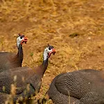 Agrikea Lägenhetshotell Korissia (Kea)