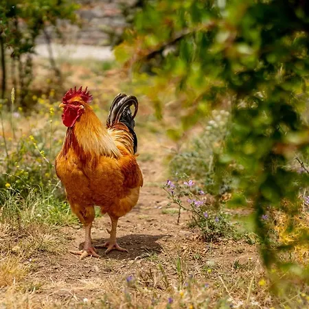 Ξενοδοχείο με διαμερίσματα Agrikea 3*
