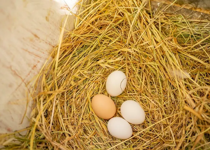 Agrikea 4* Korissia (Kea)