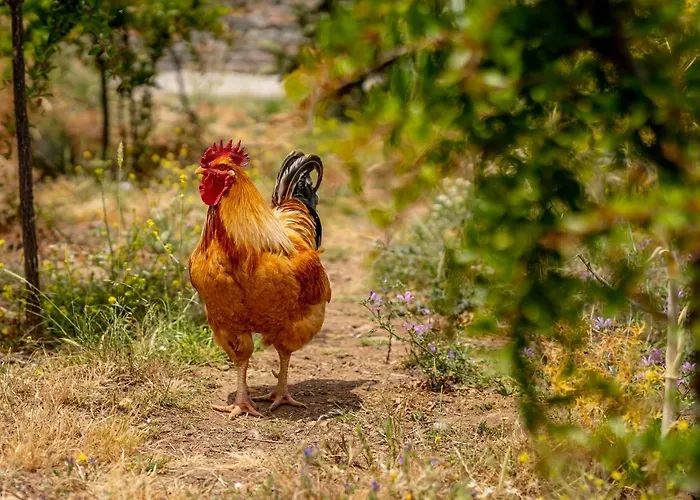 Hotel apartamentowy Agrikea 4*