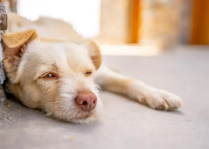 Hotel apartamentowy Agrikea