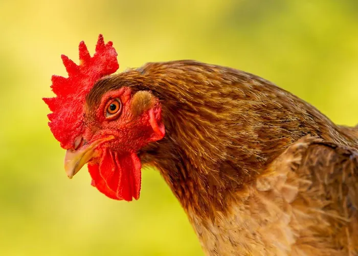 Agrikea Korissia (Kea)