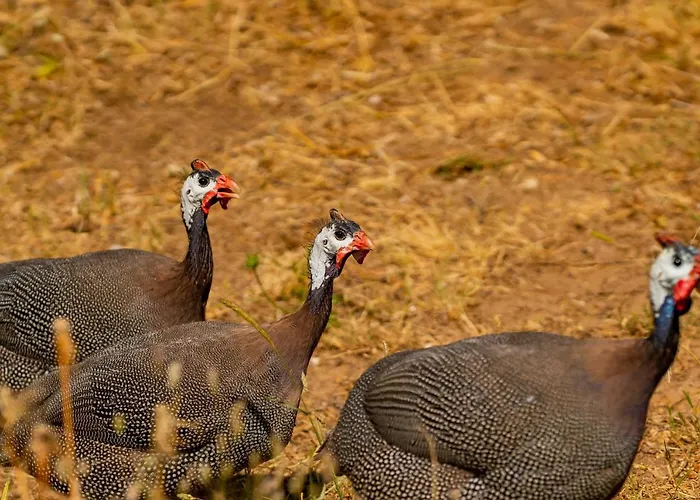 Agrikea Hotel apartamentowy Korissia (Kea)
